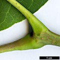 SpeciesSub: var. sachalinense